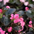 Begónie stálokvětá, ledovka, voskovka 'Doublet Rose' - Begonia semperflorens 'Doublet Rose'