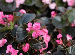 Begónie stálokvětá, ledovka, voskovka 'Doublet Rose' - Begonia semperflorens 'Doublet Rose'
