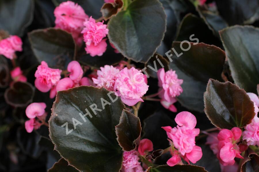 Begónie stálokvětá, ledovka, voskovka 'Doublet Rose' - Begonia semperflorens 'Doublet Rose'