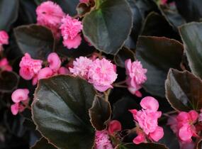 Begónie stálokvětá, ledovka, voskovka 'Doublet Rose' - Begonia semperflorens 'Doublet Rose'