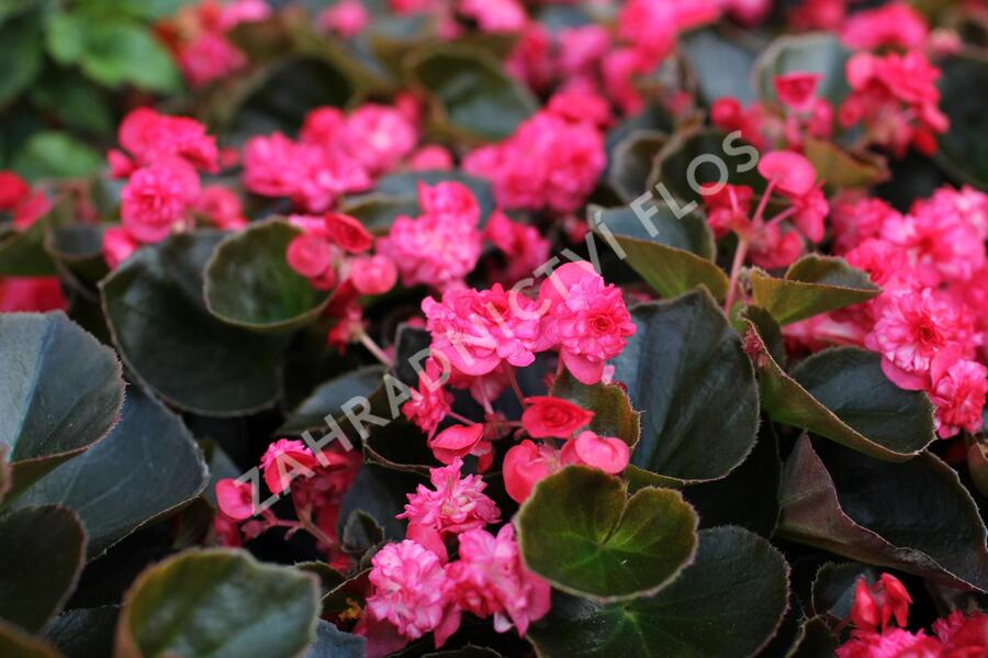 Begónie stálokvětá, ledovka, voskovka 'Doublet Red' - Begonia semperflorens 'Doublet Red'