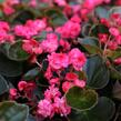 Begónie stálokvětá, ledovka, voskovka 'Doublet Red' - Begonia semperflorens 'Doublet Red'