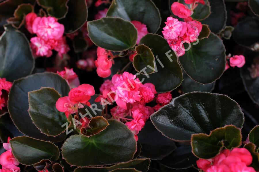 Begónie stálokvětá, ledovka, voskovka 'Doublet Red' - Begonia semperflorens 'Doublet Red'