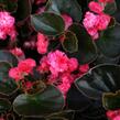 Begónie stálokvětá, ledovka, voskovka 'Doublet Red' - Begonia semperflorens 'Doublet Red'