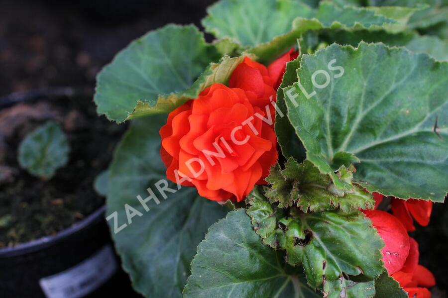 Begónie hlíznatá 'Tubby F1 Orange' - Begonia tuberhybrida 'Tubby F1 Orange'