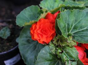 Begónie hlíznatá 'Tubby F1 Orange' - Begonia tuberhybrida 'Tubby F1 Orange'