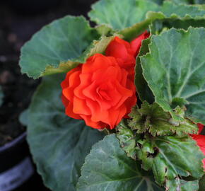 Begónie hlíznatá 'Tubby F1 Orange' - Begonia tuberhybrida 'Tubby F1 Orange'