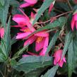 Begónie bolívijská 'Bellavista Rose' - Begonia boliviensis 'Bellavista Rose'