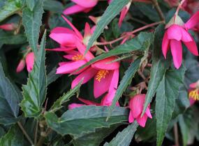 Begónie bolívijská 'Bellavista Rose' - Begonia boliviensis 'Bellavista Rose'