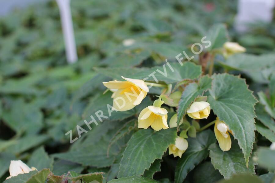 Begónie bolívijská 'Bellavista Lemon' - Begonia boliviensis 'Bellavista Lemon'