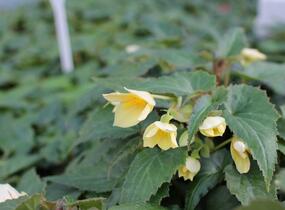 Begónie bolívijská 'Bellavista Lemon' - Begonia boliviensis 'Bellavista Lemon'