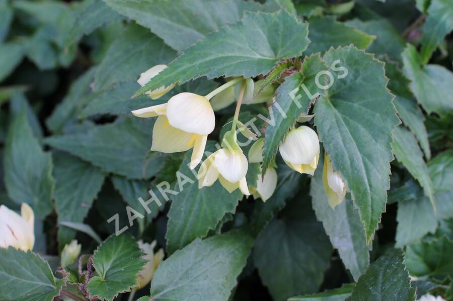 Begónie bolívijská 'Bellavista Lemon' - Begonia boliviensis 'Bellavista Lemon'