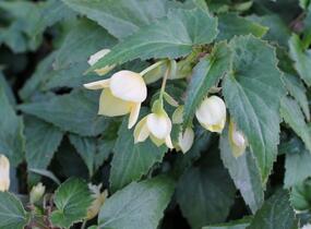 Begónie bolívijská 'Bellavista Lemon' - Begonia boliviensis 'Bellavista Lemon'