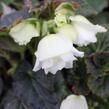 Begónie hlíznatá 'Nonstop Joy Mocca White' - Begonia tuberhybrida 'Nonstop Joy Mocca White'