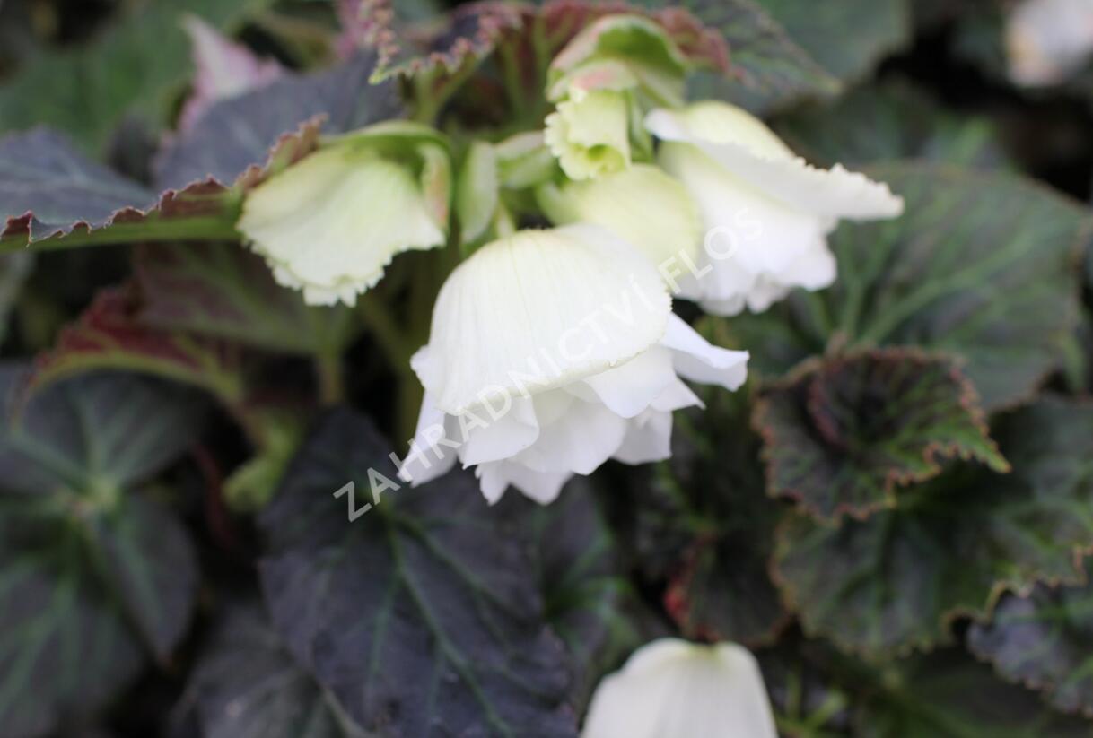 Begónie hlíznatá 'Nonstop Joy Mocca White' - Begonia tuberhybrida 'Nonstop Joy Mocca White'