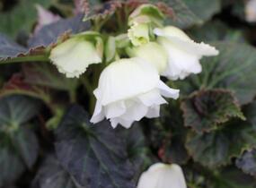 Begónie hlíznatá 'Nonstop Joy Mocca White' - Begonia tuberhybrida 'Nonstop Joy Mocca White'