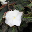 Begónie hlíznatá 'Nonstop Joy Moca White' - Begonia tuberhybrida 'Nonstop Joy Moca White'