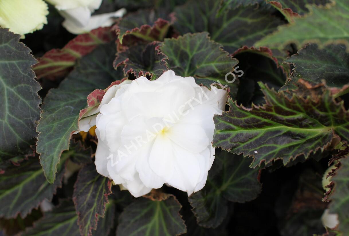 Begónie hlíznatá 'Nonstop Joy Mocca White' - Begonia tuberhybrida 'Nonstop Joy Mocca White'