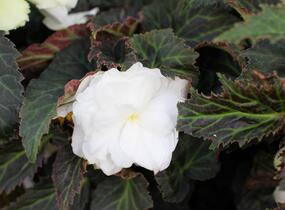 Begónie hlíznatá 'Nonstop Joy Mocca White' - Begonia tuberhybrida 'Nonstop Joy Mocca White'