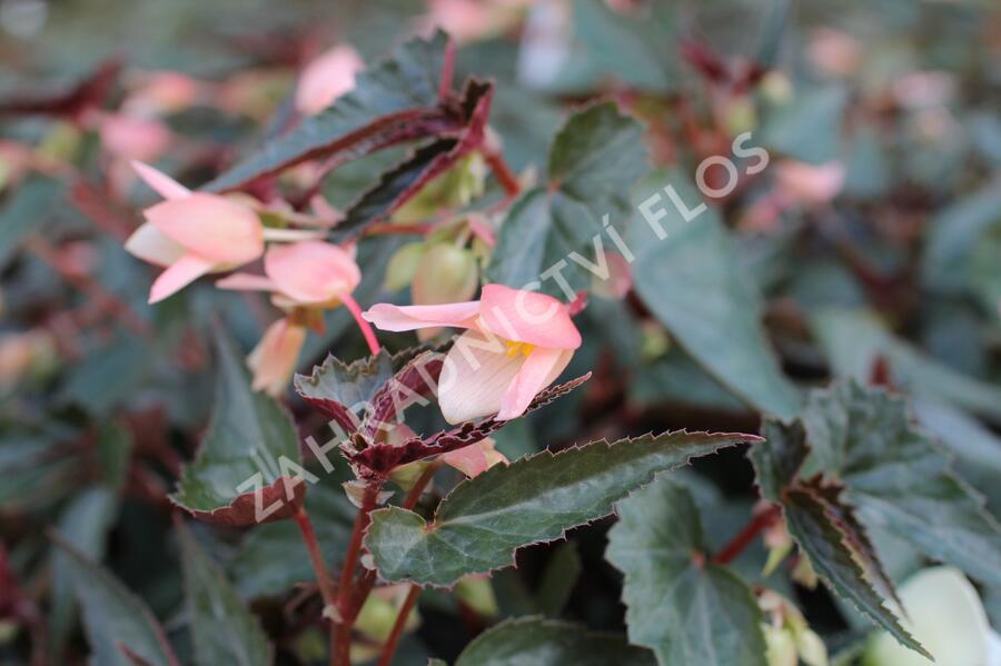Begónie bolívijská 'Bellavista Dark Leaf Salmon' - Begonia boliviensis 'Bellavista Dark Leaf Salmon'