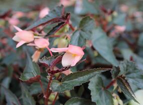 Begónie bolívijská 'Bellavista Dark Leaf Salmon' - Begonia boliviensis 'Bellavista Dark Leaf Salmon'