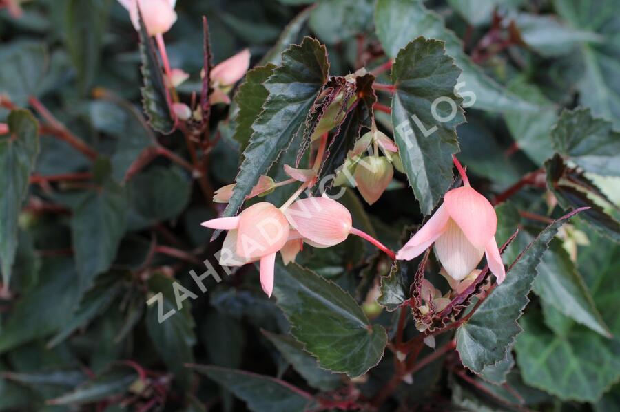 Begónie bolívijská 'Bellavista Dark Leaf Salmon' - Begonia boliviensis 'Bellavista Dark Leaf Salmon'