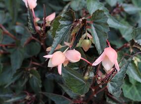 Begónie bolívijská 'Bellavista Dark Leaf Salmon' - Begonia boliviensis 'Bellavista Dark Leaf Salmon'