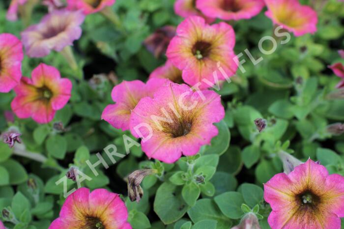 Petúnie 'Cascadias Arizona Sky' - Petunia hybrida 'Cascadias Arizona Sky'