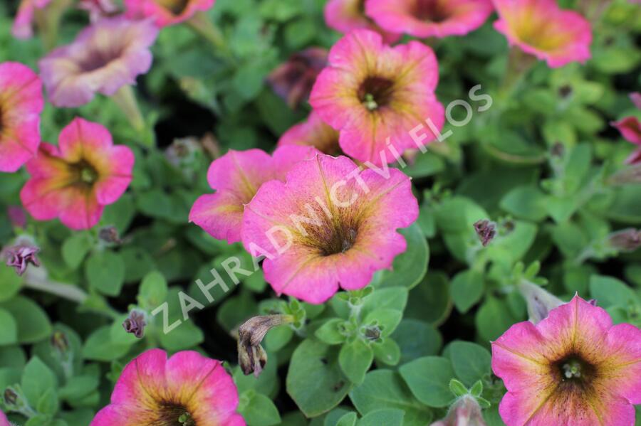 Petúnie 'Cascadias Arizona Sky' - Petunia hybrida 'Cascadias Arizona Sky'