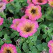 Petúnie 'Cascadias Arizona Sky' - Petunia hybrida 'Cascadias Arizona Sky'