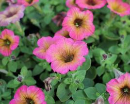 Petúnie 'Cascadias Arizona Sky'