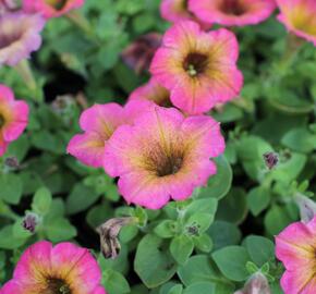 Petúnie 'Cascadias Arizona Sky' - Petunia hybrida 'Cascadias Arizona Sky'