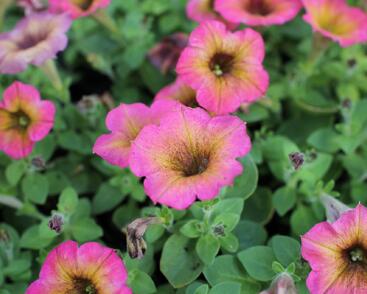 Petúnie 'Cascadias Arizona Sky'