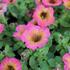 Petunia hybrida 'Cascadias Arizona Sky'.JPG