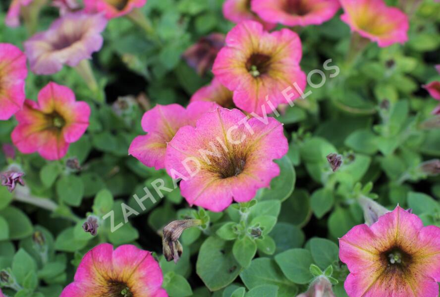 Petúnie 'Cascadias Arizona Sky' - Petunia hybrida 'Cascadias Arizona Sky'