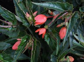 Begónie bolívijská 'Bellavista Deep Orange' - Begonia boliviensis 'Bellavista Deep Orange'