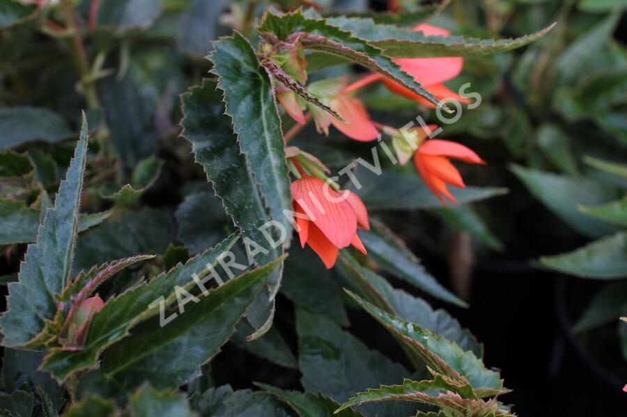 Begónie bolívijská 'Bellavista Deep Orange' - Begonia boliviensis 'Bellavista Deep Orange'