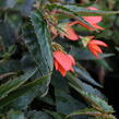 Begónie bolívijská 'Bellavista Deep Orange' - Begonia boliviensis 'Bellavista Deep Orange'