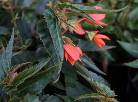 Begónie bolívijská 'Bellavista Deep Orange' - Begonia boliviensis 'Bellavista Deep Orange'