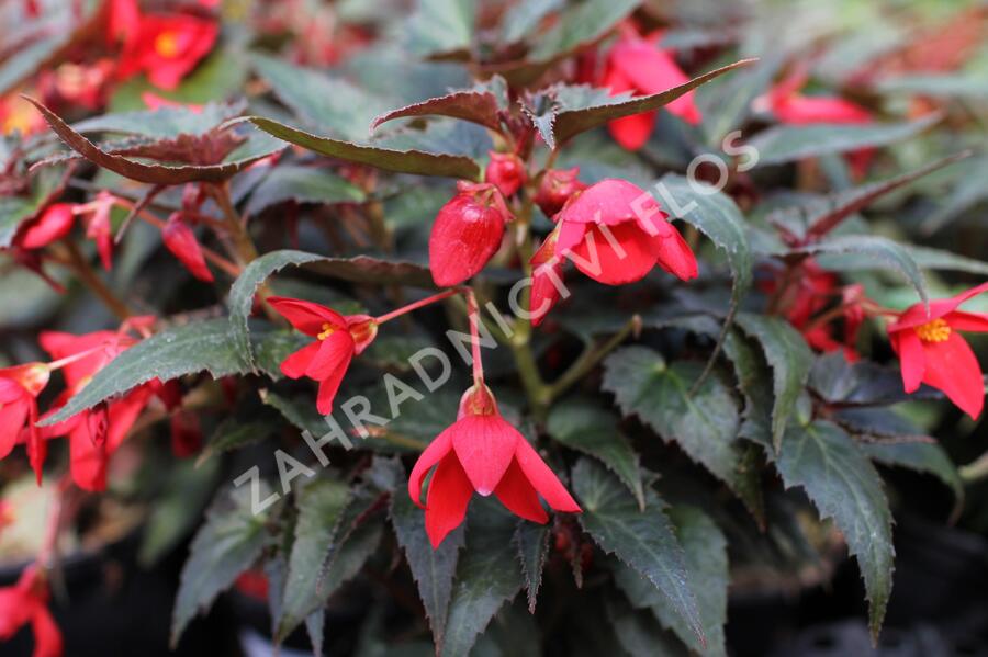 Begónie bolívijská 'Bellavista Dark Leaf Red' - Begonia boliviensis 'Bellavista Dark Leaf Red'