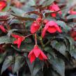 Begónie bolívijská 'Bellavista Dark Leaf Red' - Begonia boliviensis 'Bellavista Dark Leaf Red'