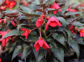 Begónie bolívijská 'Bellavista Dark Leaf Red' - Begonia boliviensis 'Bellavista Dark Leaf Red'