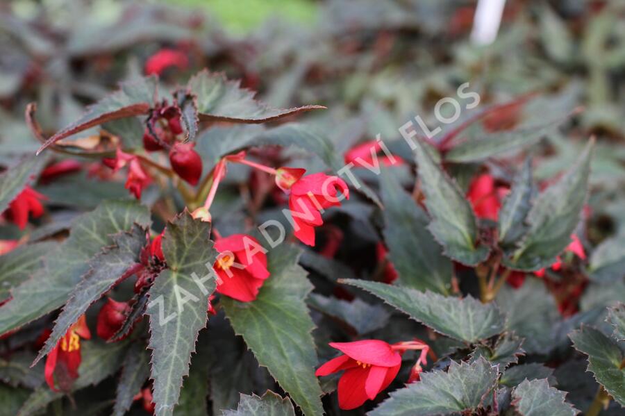 Begónie bolívijská 'Bellavista Dark Leaf Red' - Begonia boliviensis 'Bellavista Dark Leaf Red'