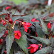 Begónie bolívijská 'Bellavista Dark Leaf Red' - Begonia boliviensis 'Bellavista Dark Leaf Red'