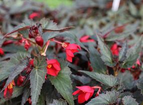Begónie bolívijská 'Bellavista Dark Leaf Red' - Begonia boliviensis 'Bellavista Dark Leaf Red'