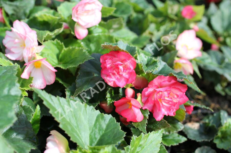 Begónie hlíznatá 'Nonstop Joy Rose Picotee' - Begonia tuberhybrida 'Nonstop Joy Rose Picotee'