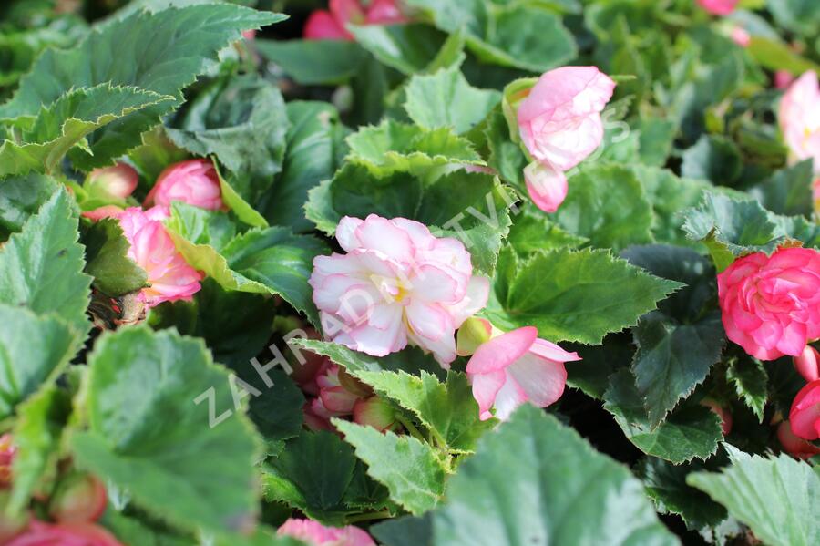 Begónie hlíznatá 'Nonstop Joy Rose Picotee' - Begonia tuberhybrida 'Nonstop Joy Rose Picotee'