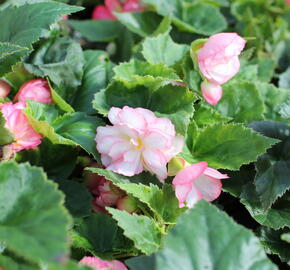 Begónie hlíznatá 'Nonstop Joy Rose Picotee' - Begonia tuberhybrida 'Nonstop Joy Rose Picotee'
