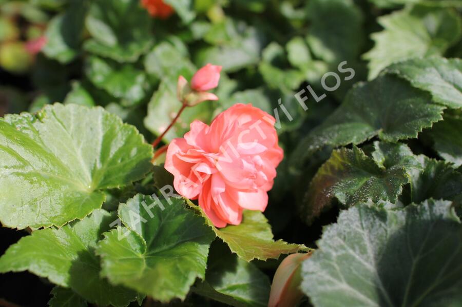 Begónie hlíznatá 'Illumination Salmon Pink' - Begonia tuberhybrida 'Illumination Salmon Pink'