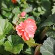 Begónie hlíznatá 'Illumination Salmon Pink' - Begonia tuberhybrida 'Illumination Salmon Pink'